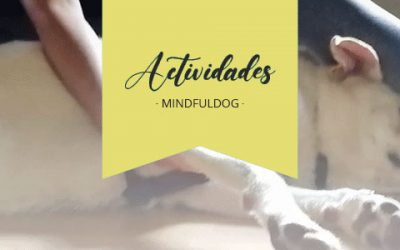 [MINDFULDOG Y PERSPECTIVA] ¿Qué necesito para practicar Mindfuldog con mi perro?