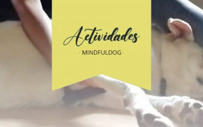 [MINDFULDOG] Reto Mindfuldog – Día 6