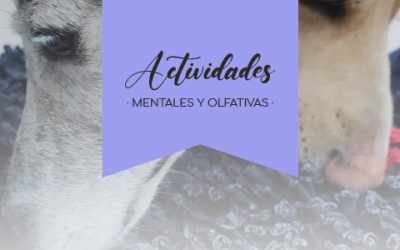 [OLFATO] Circuito olfativo