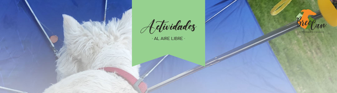 [PERSPECTIVA] ¿Cómo preparo a mi perro para el frío? Cambio de estación otoño invierno