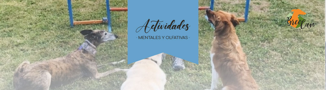 [Comunicación] ¿Qué debe saber mi perro?