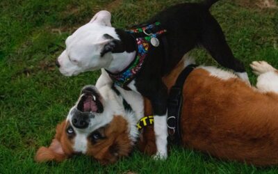 ¿Por qué muerden los perros? El uso de la boca