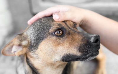 Pasos para tocar a un perro desconocido