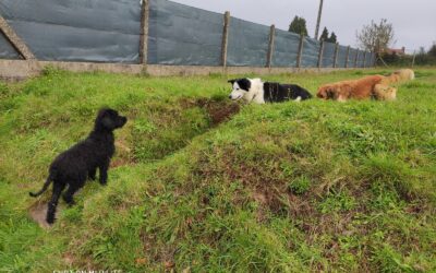 La presentación entre perros: claves para una interacción positiva