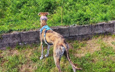 Tu perro: el estado de ánimo va por dentro