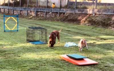Educación canina en Vigo: cómo disfrutar la vida con tu perro