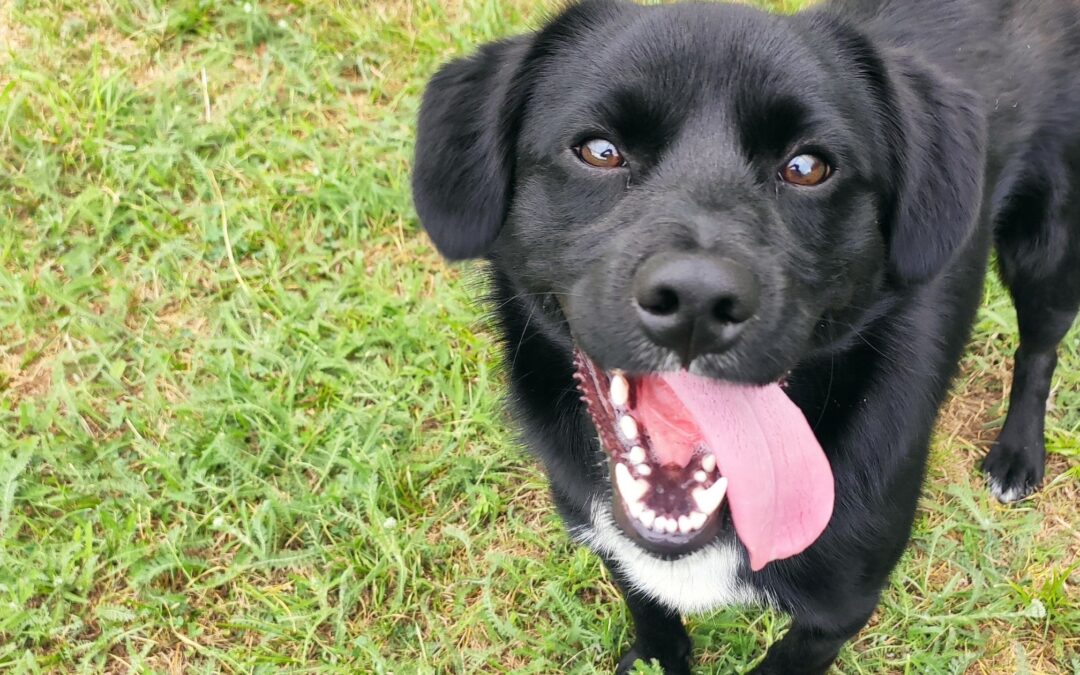 5 preocupaciones familias con perro
