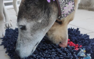 La siembra: aprende a hacer ejercicios de olfato con tu perro