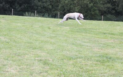 La llamada: claves para enseñar a tu perro a venir cuando lo llamas