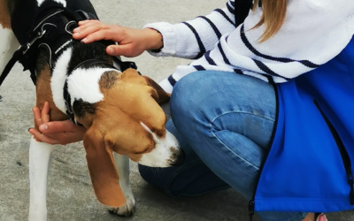 ¿Cómo actúas ante las reacciones de tu perro?