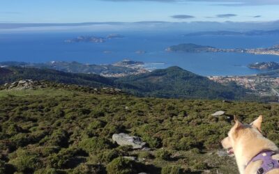 El tiempo y los perros: efectos de la lluvia, viento y calor en su día a día