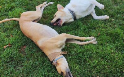¿Qué es un perro?