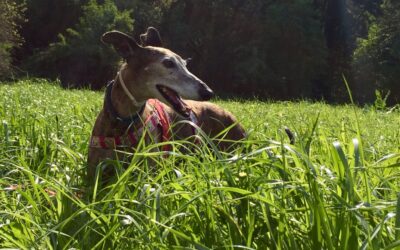 Cuidados para perros en primavera: riesgos comunes y cómo evitarlos