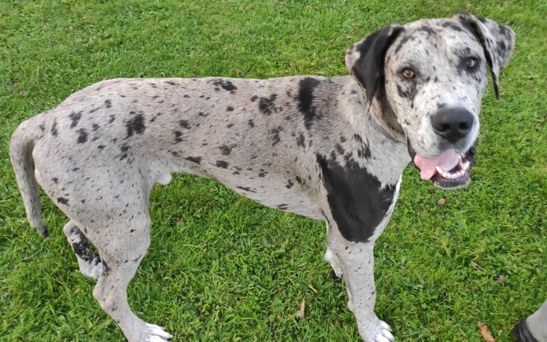 Adoptar o comprar: incorpora un perro a la familia desde el respeto y el conocimiento