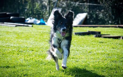 Cómo mantener la calma en una emergencia con tu perro y actuar con seguridad
