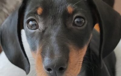 El decálogo del cachorro: lo que debes saber y esperar en esta etapa