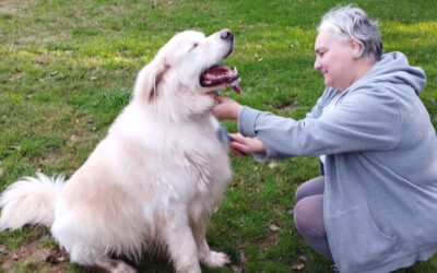 Ejercicios funcionales para perros: habilidades reales para el día a día