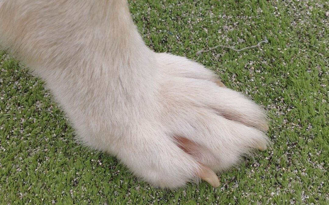 Acompañar a tu perro en su última etapa cuando sabes que queda poco