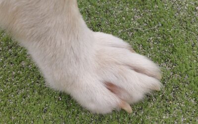 Acompañar a tu perro en su última etapa cuando sabes que queda poco
