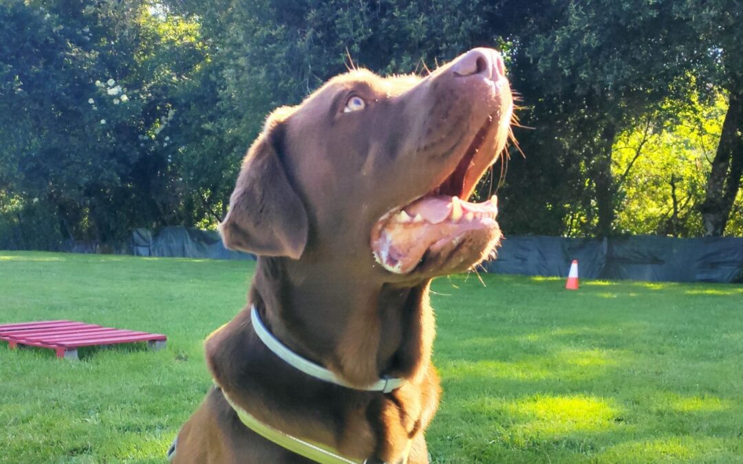 Conductas en perros: por qué entender es más importante que modificar