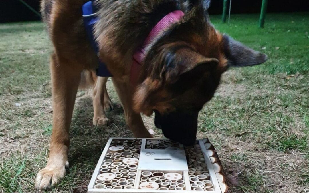 Perros de trabajo: ¿pueden ser felices?