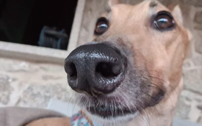 ¿Los perros molestan o es que ya no queremos convivir?