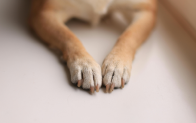 El duelo invisible cuando falta tu perro