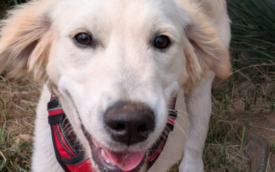 ¿Vas a comprar un cachorro? Qué deberías comprobar antes de elegir